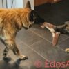 Kong Scrunch Knots Squirrel – Image 2