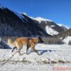 Laisse / longe en cuir (1 à 10 m) – Image 2