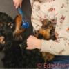 KONG SafeStix – Bild 3