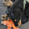 KONG Floppy Knots Fox – Image 2